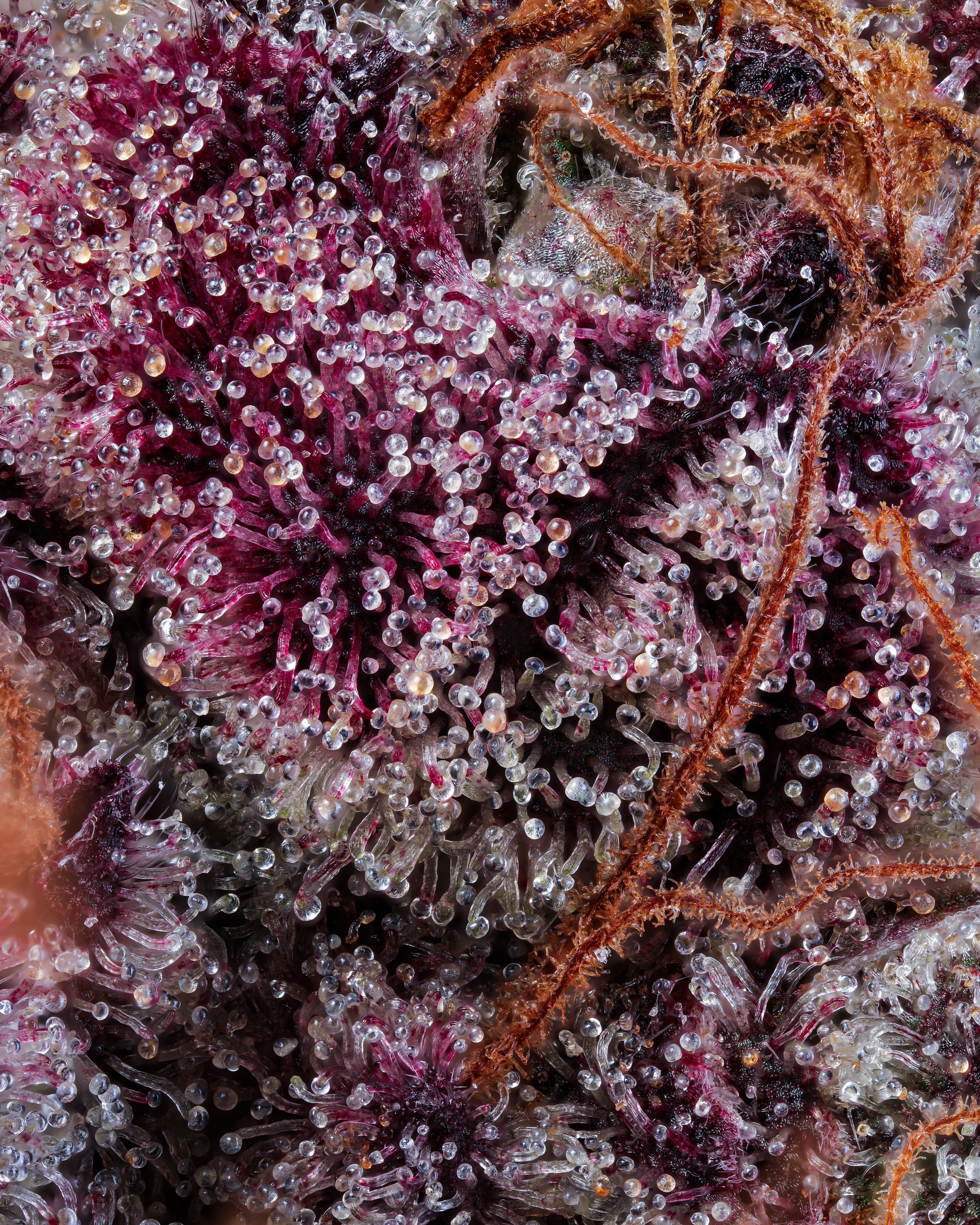 In a photo taken through a microscope, tiny bubble-like structures glisten on top of a plant.  
